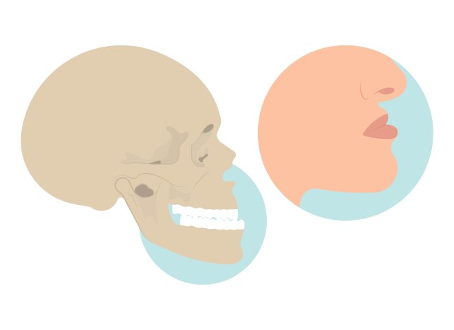 Profil du crâne montrant la mâchoire et l'alignement des dents